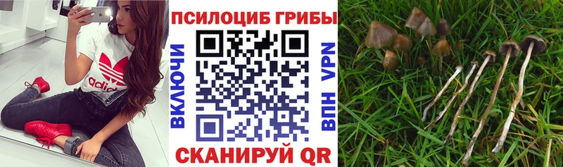 Купить где  Котельнич  Псилоцибиновые грибы MAGIC MUSHROOMS 